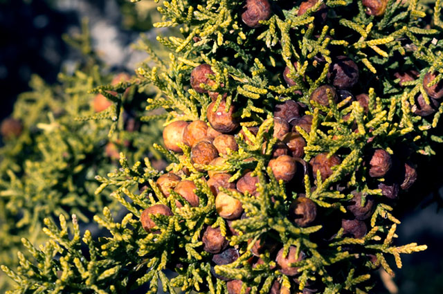 Juniperus monosperma other