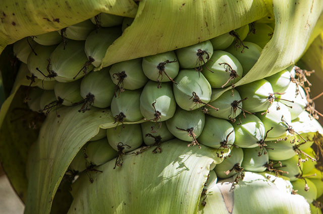 Ensete glaucum other