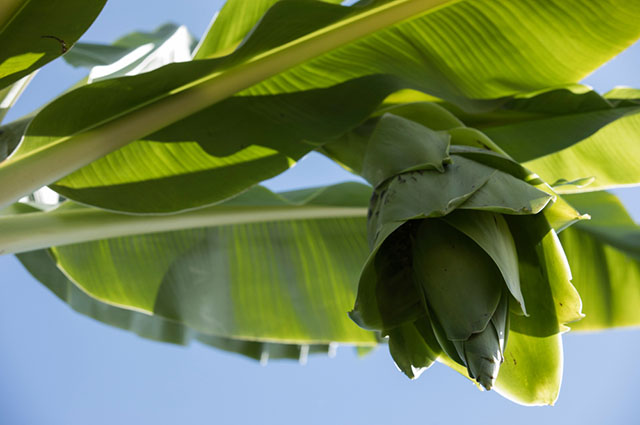 Ensete glaucum other