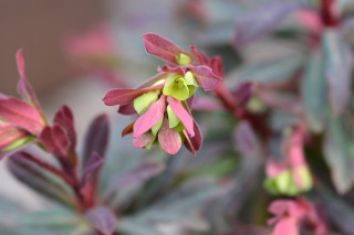 Euphorbia Purpurea