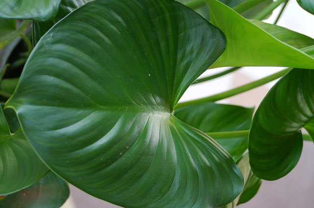 Homalomena philippinensis — search result for 'Homalomena'