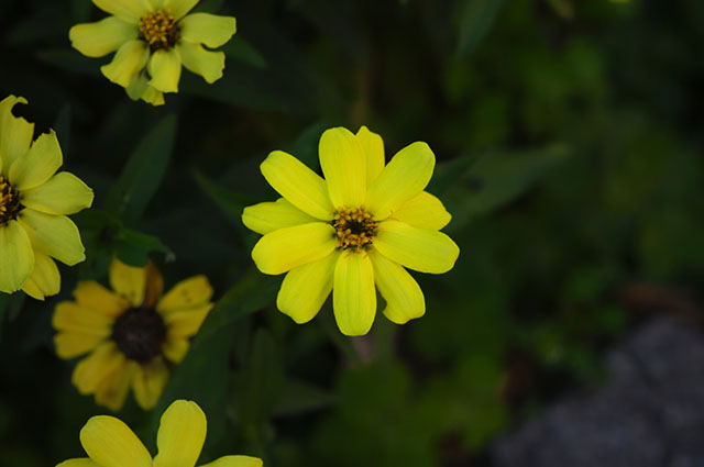 Berlandiera lyrata other