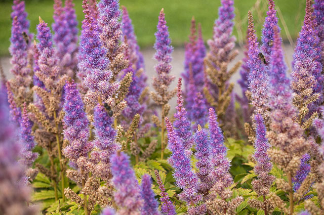 Agastache scrophulariifolia other
