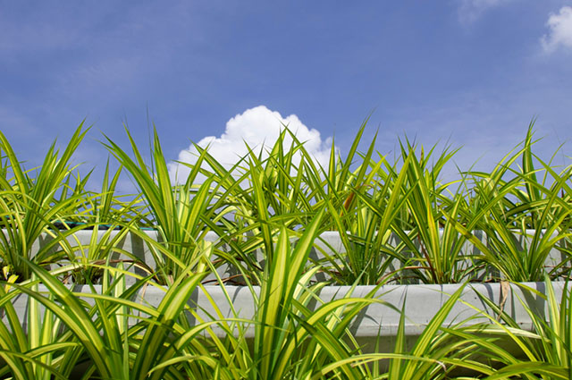 Pandanus veitchii — houseplant care guide
