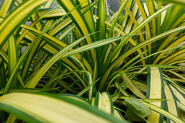 Pandanus veitchii other