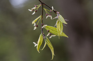 Celtis reticulata