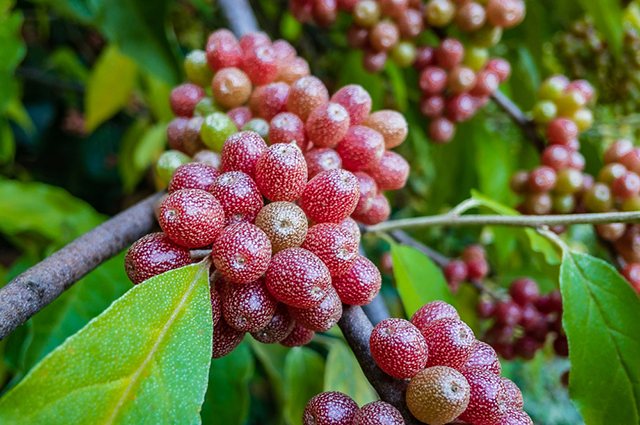 Shepherdia argentea other