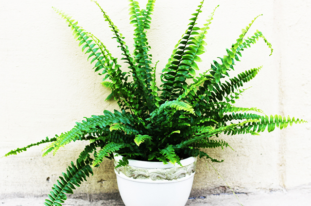 Nephrolepis obliterata other