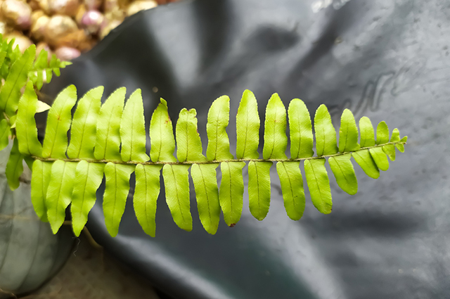 Nephrolepis obliterata other