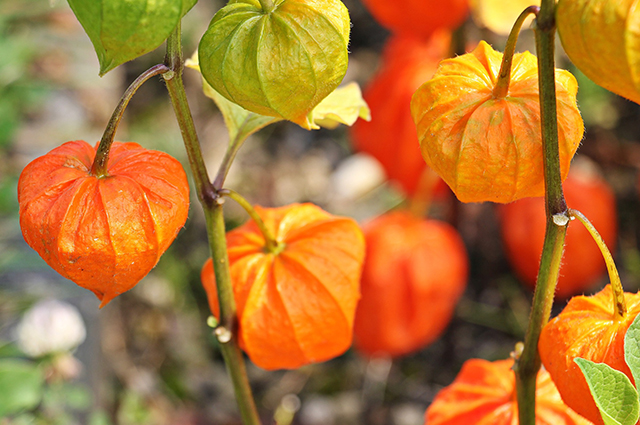 Physalis pruinosa — search result for 'Physalis'