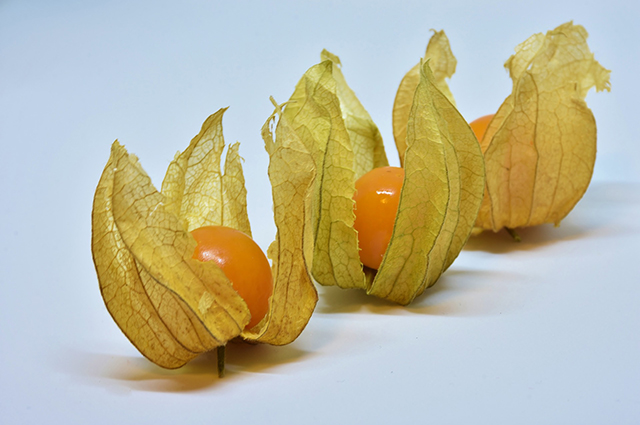 Physalis pruinosa other