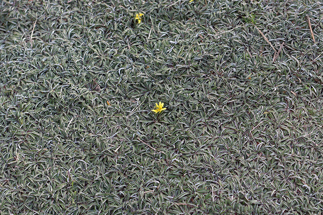 Dymondia margaretae other