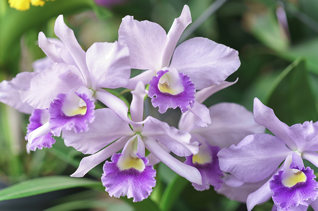 Dendrobium aphyllum other