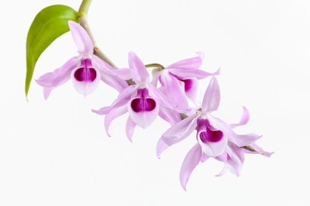 Dendrobium anosmum other