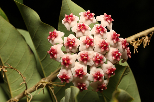 Hoya obovata