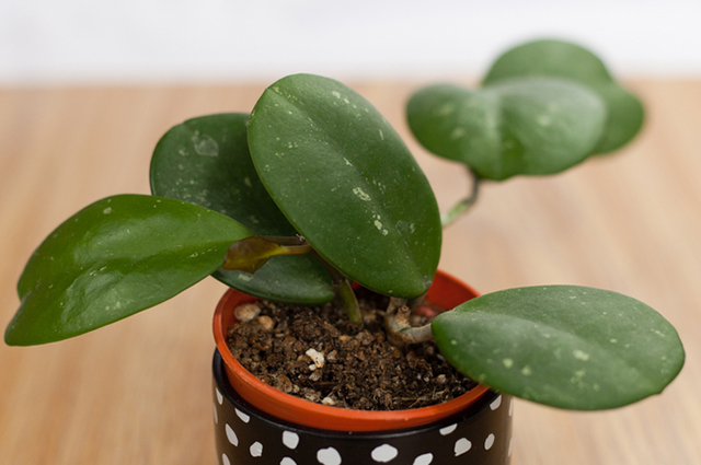 Hoya obovata other