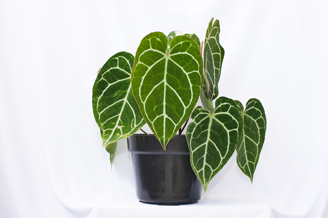 Anthurium crystallinum other