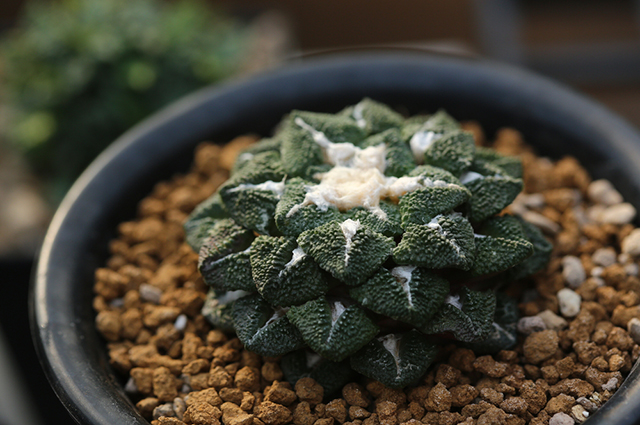 Ariocarpus kotschoubeyanus other