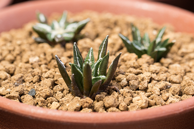 Ariocarpus kotschoubeyanus other