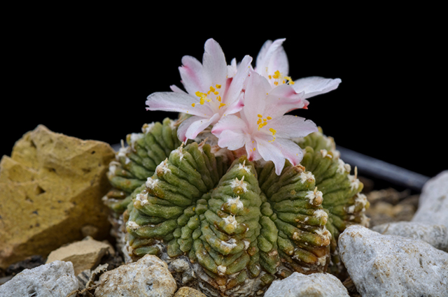 Aztekium ritteri other