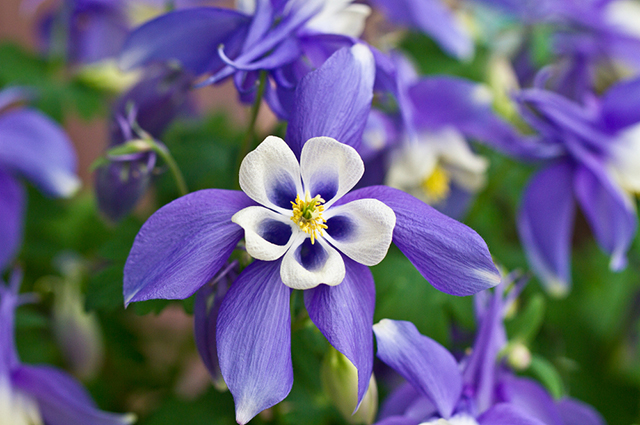 Aquilegia caerulea other