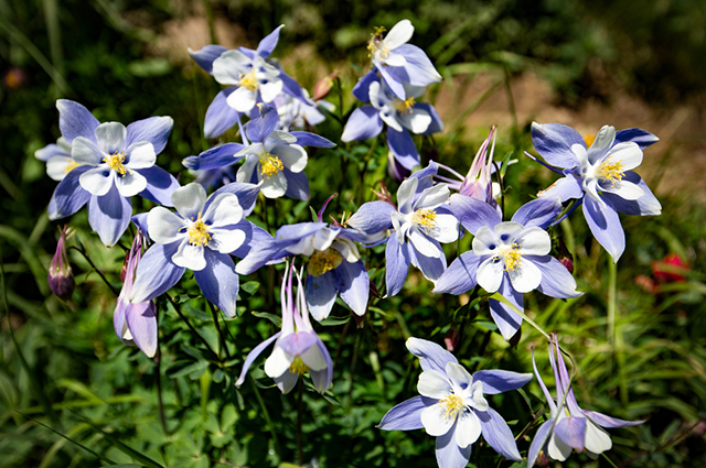 Aquilegia caerulea other