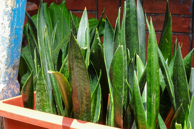 Sansevieria zeylanica other