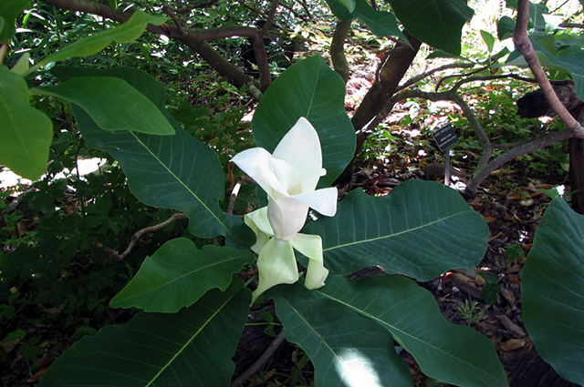 Magnolia ashei other