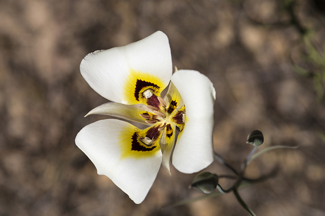 Calochortus nuttallii other