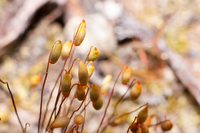 Calochortus nuttallii other