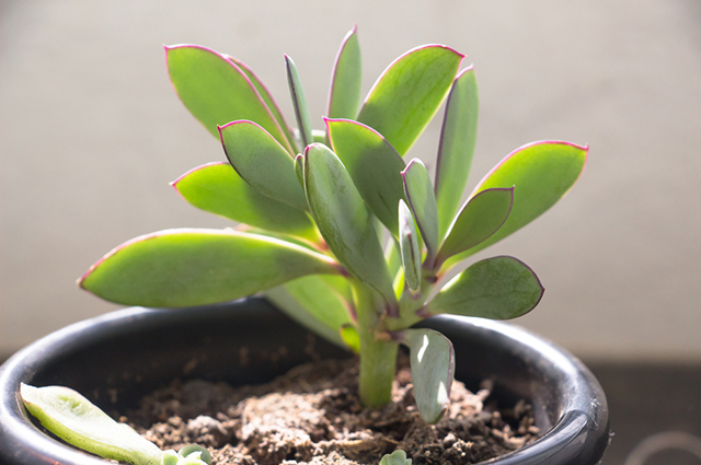 Senecio crassissimus — search result for 'Senecio'