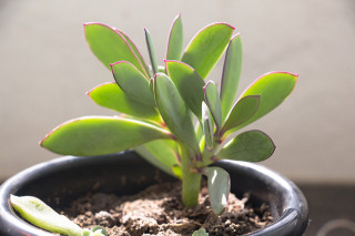Senecio crassissimus