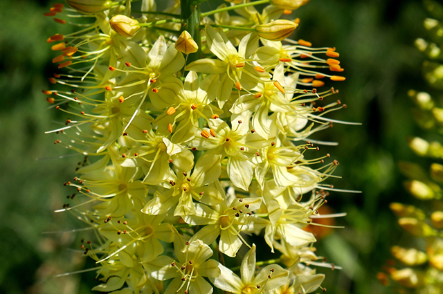 Eremurus robustus other