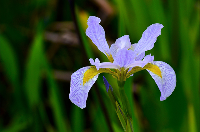 Iris × hollandica — search result for 'Iris'