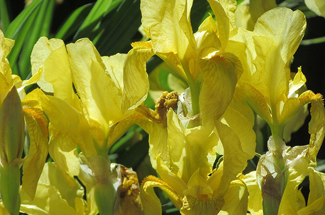 Iris × hollandica other