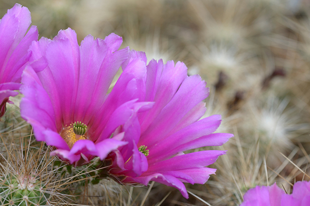 Echinocereus stramineus other