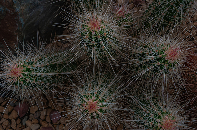 Echinocereus stramineus other