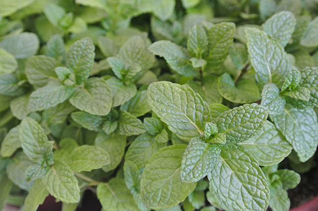 Mentha piperita