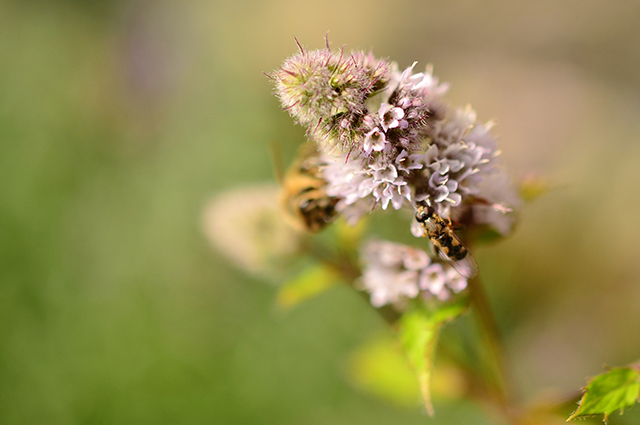 Mentha piperita other