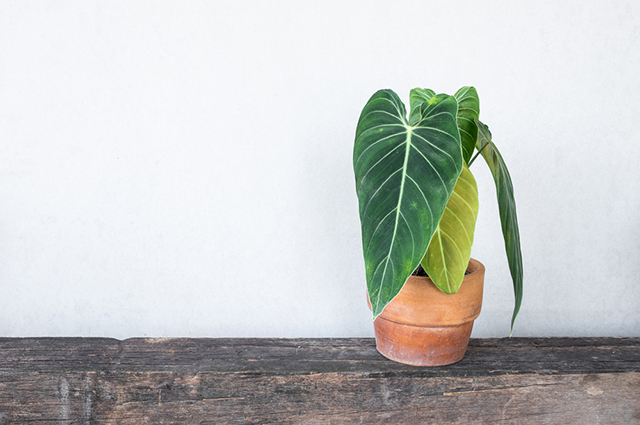 Philodendron melanochrysum other