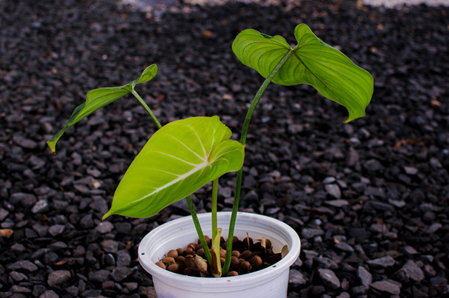 Philodendron melanochrysum other