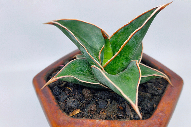 Sansevieria ehrenbergii other