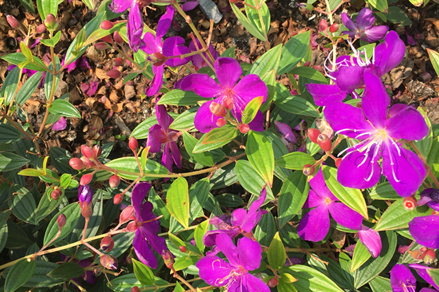 Oxalis lasiandra other