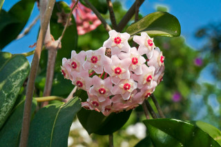 Hoya archboldiana