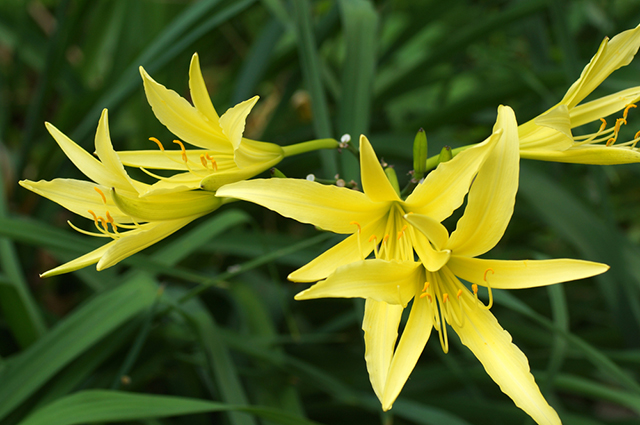 Hemerocallis citrina other