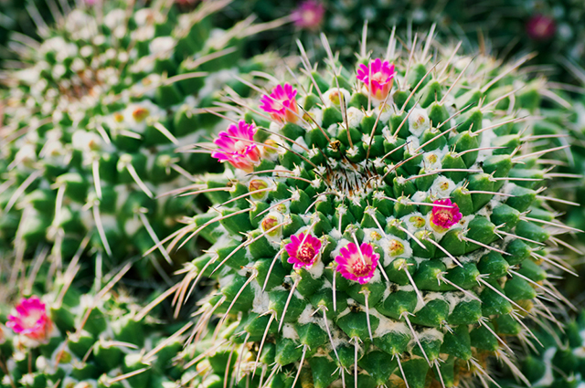 Stenocactus crispatus other