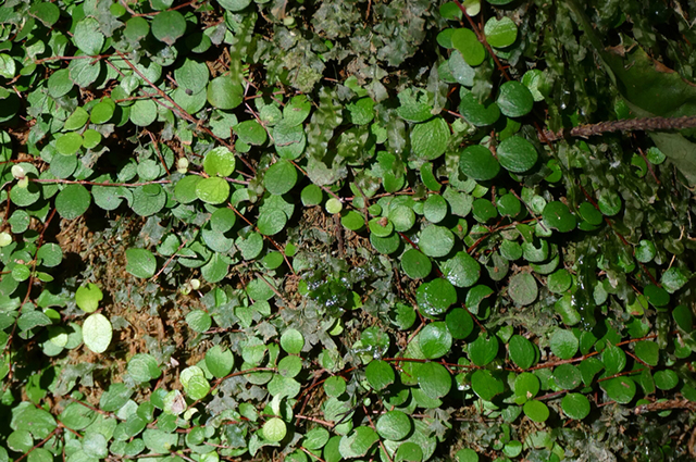 Peperomia urvilleana other