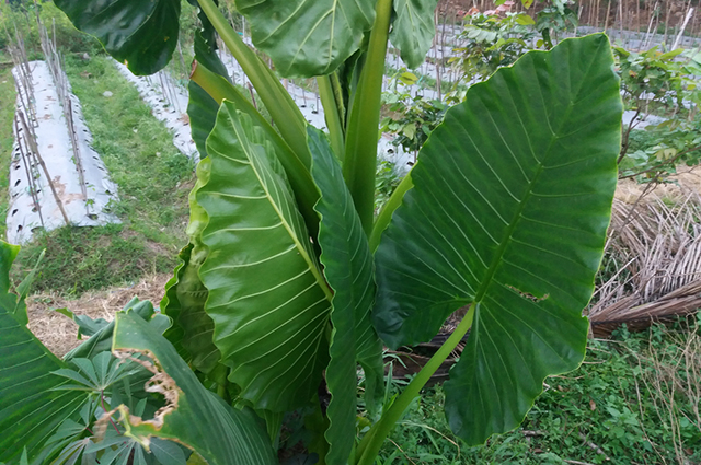 Alocasia brisbanensis other
