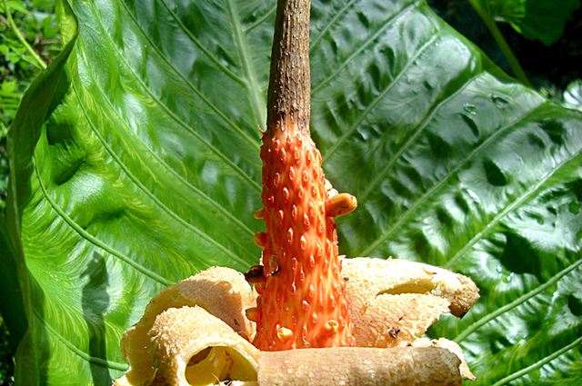Alocasia brisbanensis other