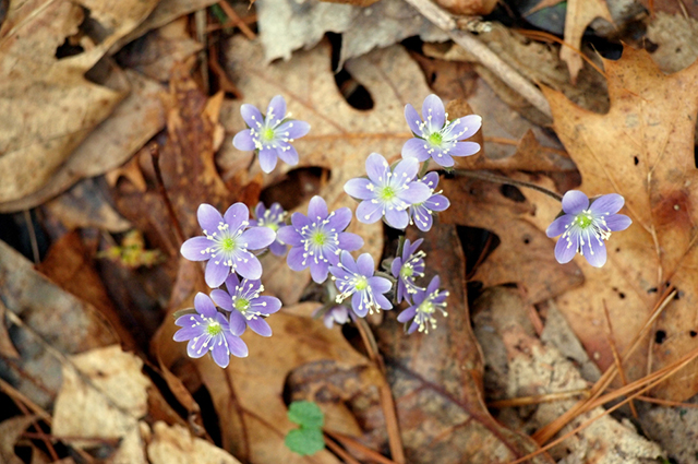 Hepatica americana other